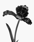 Flower Tulip black Josephine