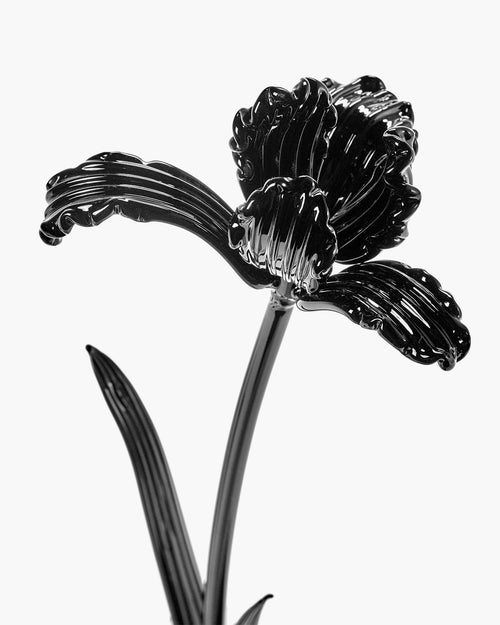 Flower Tulip black Josephine