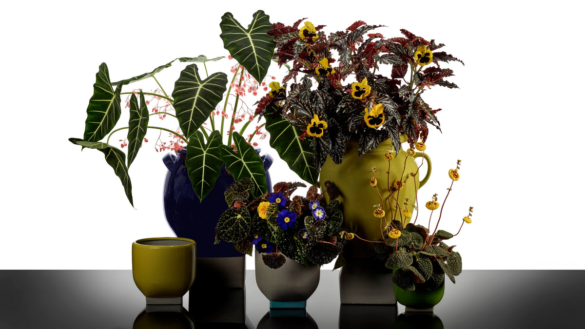 Kris Van Assche for Serax